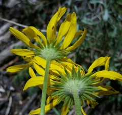 Hymenoxys hoopesii