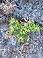 Aeonium glutinosum image