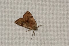 Cryptocala chardinyi