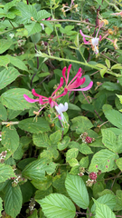 Lonicera periclymenum