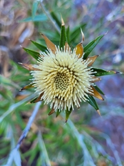 Carlina salicifolia subsp. salicifolia image