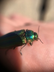 Buprestis