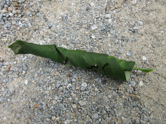 Phostria harutai