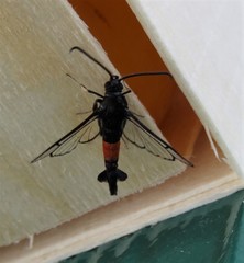 Synanthedon rubrofascia