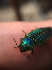 Buprestis