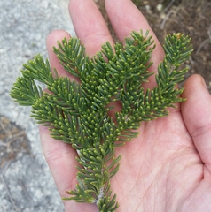 Abies magnifica magnifica