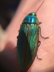 Buprestis