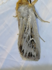 Mythimna velutina