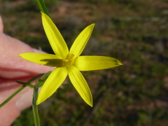 Pauridia serrata serrata