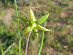 Pauridia serrata serrata