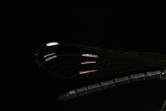 Heliocypha perforata