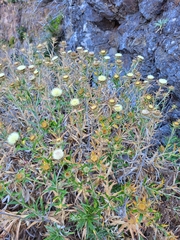 Carlina salicifolia subsp. salicifolia image