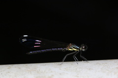 Heliocypha perforata