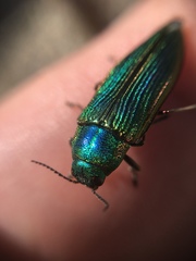 Buprestis