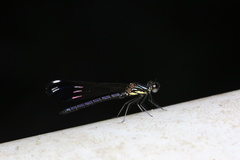 Heliocypha perforata