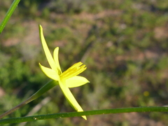 Pauridia serrata serrata