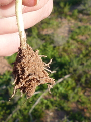 Pauridia serrata serrata