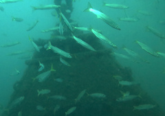 Sphyraena flavicauda