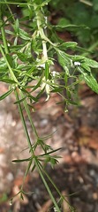 Galium taiwanense