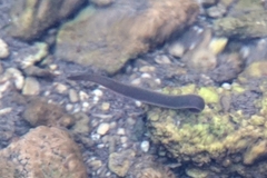 Erpobdellidae