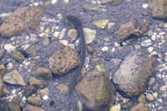 Erpobdellidae