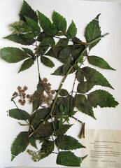 Ostericum sieboldii