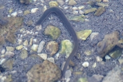 Erpobdellidae