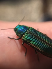Buprestis