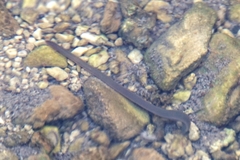 Erpobdellidae