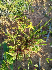 Pauridia serrata serrata