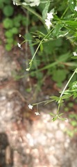 Galium taiwanense