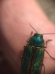 Buprestis