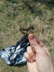 Papilio machaon