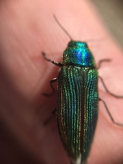 Buprestis
