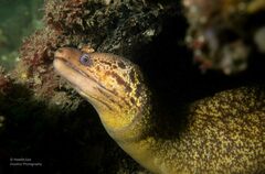 Gymnothorax cribroris