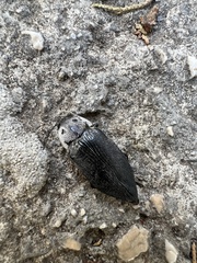 Buprestis cupressi