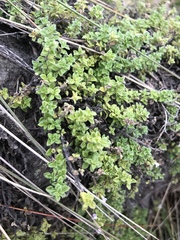 Clinopodium nubigenum