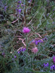 Carduus acanthoides