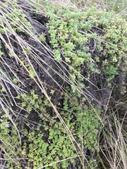 Clinopodium nubigenum