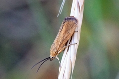 Brachodes