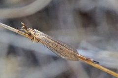 Macronemurus