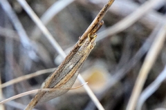 Macronemurus