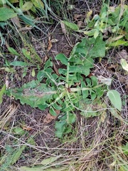 Taraxacum serotinum