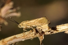 Brachodes