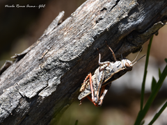 Calliptamus italicus