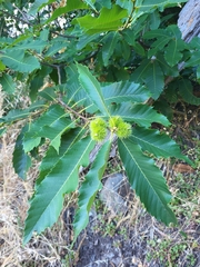 Castanea sativa image