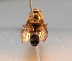 Parasyrphus annulatus