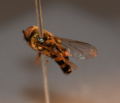 Parasyrphus annulatus