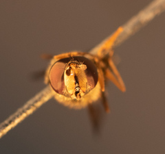 Parasyrphus annulatus