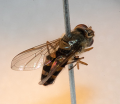 Parasyrphus annulatus
